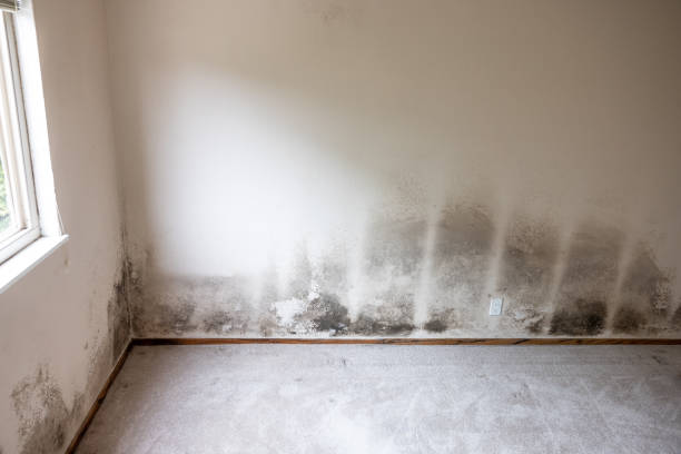 Best Mold Damage Restoration  in USA